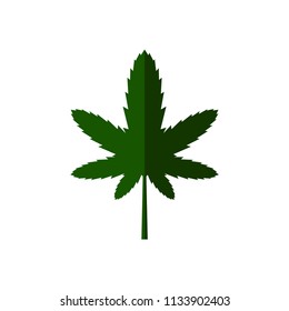 Vector illustration, green leaf marijuana, Seven leafs, Cannabis sativa forma indica, Cannabidaceae on white background