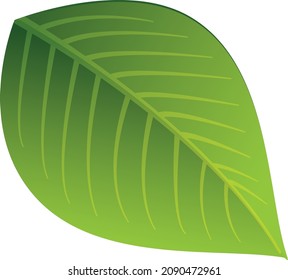 Vektor Illustration grünes Blatt auf weißem Hintergrund Set von realistischen grünen Blättern Sammlung. 