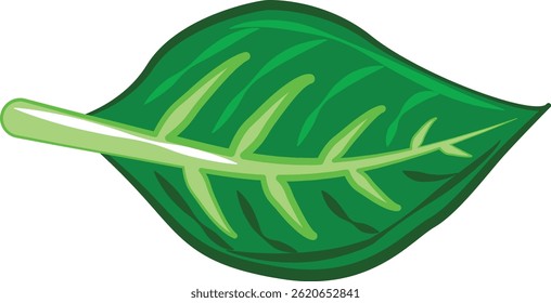 ilustração vetorial de uma folha verde, usada como elemento de design para visuais de natureza ou com temática de árvore