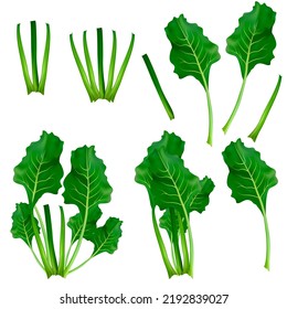 Vector illustration of a green, leafy green of vegetables. Vector illustration made in a realistic style isolated on white background.