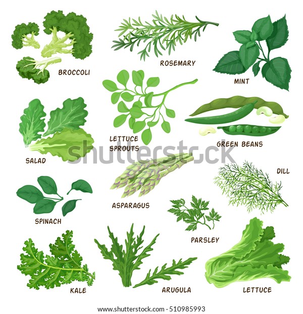 緑の葉の多い緑の野菜 サラダのベクターイラスト 写実的な作風 のベクター画像素材 ロイヤリティフリー