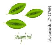 Vector illustration of Green leaves