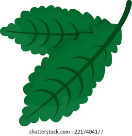 Ilustración vectorial de hojas verdes. Hojas aromáticas de menta para el té. Decoración natural de hojas para Navidad y diciembre.