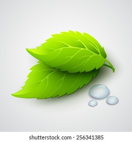 Vector illustration of green leaves and dew drops