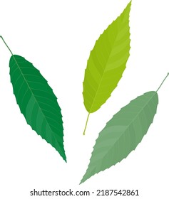 Vector illustration of green leaves isolated on background.