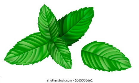 Vector illustration green leaves of a mint on a white background
