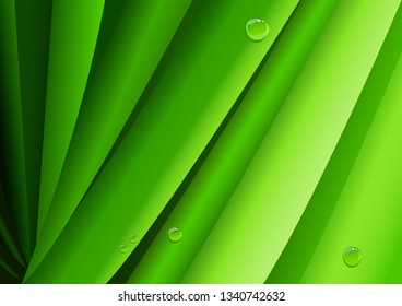 Vector illustration of green leaves with morning dew