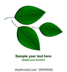 Vector illustration of Green leaves on a white background