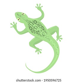 vector illustration of a green lizard isolated on a white background