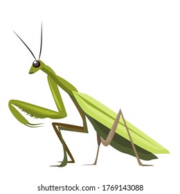 Vector illustration of a Green mantis isolated on a white background