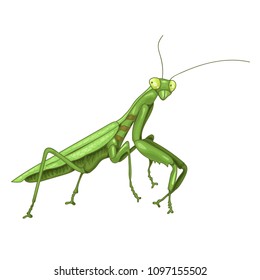 vector illustration with a green mantis realistic on white background isolated