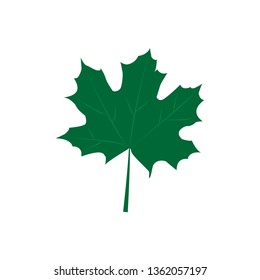 Vector illustration. Green maple leaves isolated on white background. Flat style