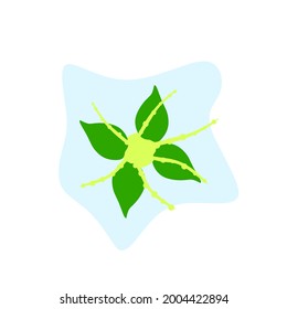 Vector illustration of a green medicinal plant native to Indonesia. This medicinal plant can be used for all kinds of diseases. flat design