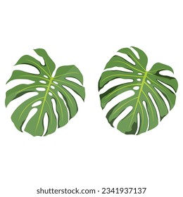 Vector illustration of green monstera leaves. Leaves pattern design vector in cartoon flat style. Monstera exotic tropical foliage