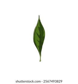 Vector illustration of green neroli leaf sketch, Hand drawn. Organic element outline drawing in minimal style on isolated background. Icon for design. Botany.