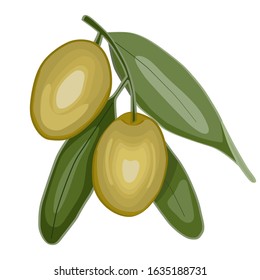 Vector illustration of green olive branch with leaves isolated on white background. Design for olive, natural and organic products