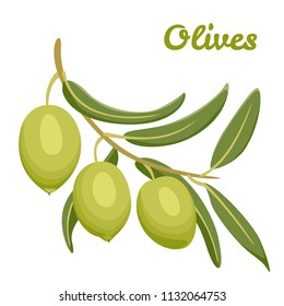 Vector illustration of  green olives branch isolated on white background. Design for olive oil, natural cosmetics, health care products. Flat, simple style.