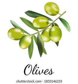 Vector illustration of green olives branch isolated on white background. Design for olive oil, natural cosmetics, health care products. Flat, simple style.