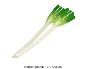 Ilustración vectorial de la cebolla verde