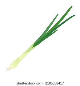 Vector illustration of green onion on white background