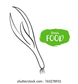 Vector illustration of a green onion. Sketch, outline. Coloring on the topic of vegetables. Fresh food