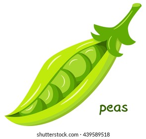 vector illustration of a green open pea pod