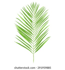 Vector Illustration With Green Palm Leave