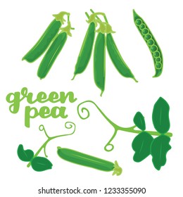 vector illustration of green pea and leaf design isolated with lettering green pea background white and vegetable EPS10