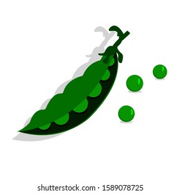 Vector illustration of a green pea pod and peas lying separately. Concept: recipe, diet food, vegetarianism, vegetables and herbs, vegetable garden and cultivated plants. Bright realistic art.
