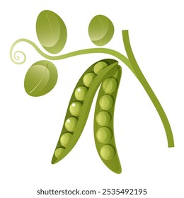 Vector illustration of green peas in a pod with a twig and leaves on a white background. Healthy organic food, fresh green vegetables. Element for packaging and menu design.