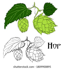 Ilustración vectorial del lúpulo vegetal verde.