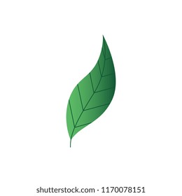 Vector illustration of green plant leaf for natural floral design in flat style isolated on white background - modern gradient botanical decorative element of tree or flower foliage.