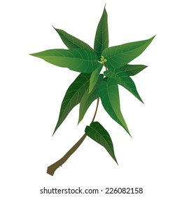 Vector illustration of green plant leaves isolated on white
