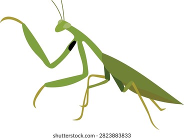vector illustration of a green praying mantis