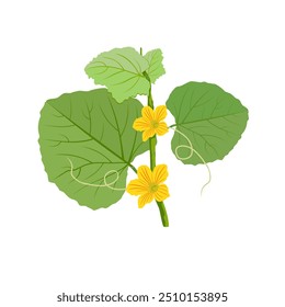 Vector illustration of green pumpkin leaves with flowers on stems, isolated on white background