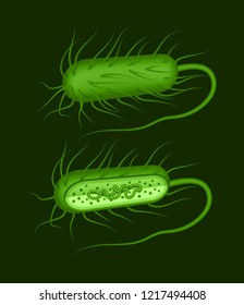 Vector illustration of green rod-shaped bacillus bacteria with fimbriae and flagellums isolated on background. Cell structure of a gram positive bacterium whole and in section