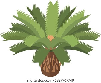 Vector Illustration of a Green Sago Palm Tree Isolated on White