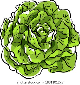Vector illustration with green salad cabbage vegetable