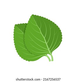 Vector illustration, green shiso leaf, or Perilla frutescens, isolated on white background.