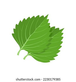 Ilustración vectorial, hoja de shiso verde, o Perilla frutescens, aislada en fondo blanco.