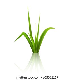 Vector illustration of green spring grass on white background. Vector illustration for your design.