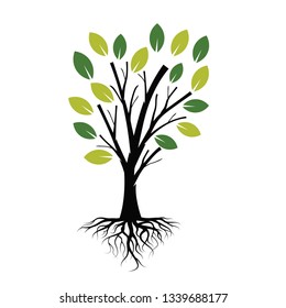Vector illustration green spring Tree with leaves and Roots
