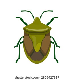 Vector illustration of a green stink bug, palomena prasina insect isolated on white background.