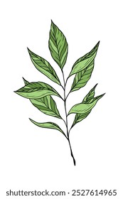 Ilustração vetorial com ramo de chá verde isolado no fundo branco. Folhas e caule de chá. Planta medicinal asiática e indiana. Tradicional bebida quente, chá preto, verde e branco. Design da embalagem.