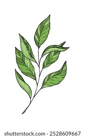 Ilustración vectorial con rama de té verde aislada sobre fondo blanco. Hojas de té y tallo. Planta medicinal asiática e india. Tradicional bebida caliente, té negro, verde y blanco. Diseño de embalaje.