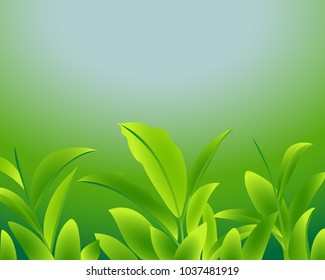 Vector illustration of a green tea leaf on a green blue background.