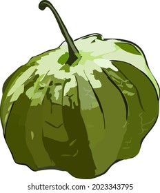 Vector Illustration Green Tomatillo Isolated Without Background 