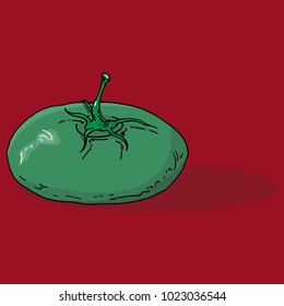 Vector illustration of green tomato. Spring fresh vegetable green tomato.