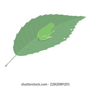 Vector illustration of green tree frog on a leaf isolated on background.