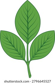 Vector illustration of a green trifoliate leaf with three leaflets on a single stem, isolated on a white background.